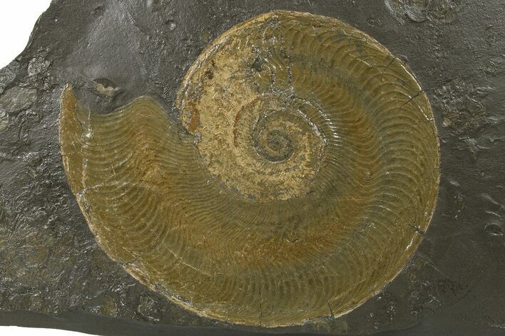 Jurassic Ammonite (Harpoceras) Fossil - Posidonia Shale, Germany #264531